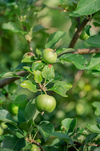 年轻的绿色苹果<strong>水果</strong>是挂树分支日益增长的有机<strong>水果</strong>的花园年轻的绿色苹果<strong>水果</strong>是挂树分支