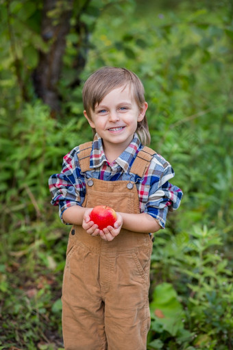 肖像一个可爱的男孩他的花园与红色的苹果情绪<strong>幸福</strong>食物秋天收获苹果批准手势股票照片肖像一个可爱的男孩他的花园与红色的苹果情绪<strong>幸福</strong>食物秋天收获苹果
