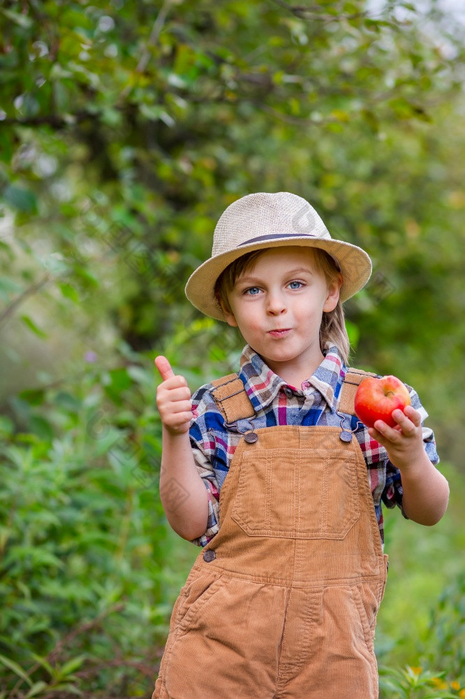 肖像一个可爱的男孩他的花园与红色的苹果情绪幸福食物秋天收获苹果批准手势股票照片肖像一个可爱的男孩他的花园与红色的苹果情绪幸福食物秋天收获苹果