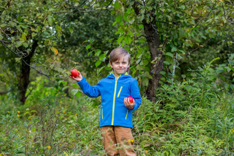 肖像一个可爱的男孩他的花园与红色的苹果<strong>情绪</strong>幸福食物秋天收获苹果批准手势股票照片肖像一个可爱的男孩他的花园与红色的苹果<strong>情绪</strong>幸福食物秋天收获苹果
