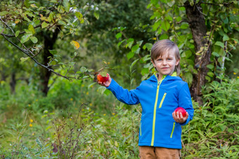 肖像一个可爱的男孩他的花园与红色的<strong>苹果</strong>情绪幸福食物秋天收获<strong>苹果</strong>批准手势股票照片肖像一个可爱的男孩他的花园与红色的<strong>苹果</strong>情绪幸福食物秋天收获<strong>苹果</strong>