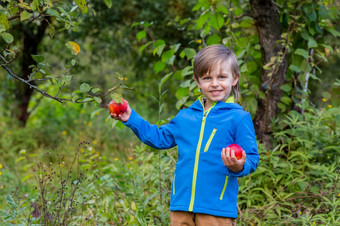 肖像一个可爱的男孩他的花园与红色的苹果情绪<strong>幸福</strong>食物秋天收获苹果批准手势股票照片肖像一个可爱的男孩他的花园与红色的苹果情绪<strong>幸福</strong>食物秋天收获苹果