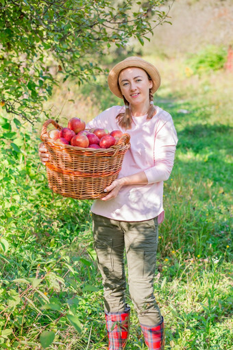挑选苹果收获苹果女人与苹果的花园批准手势股票照片挑选苹果收获苹果女人与苹果的花园