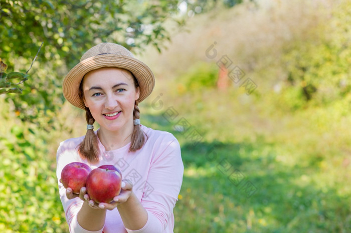 挑选苹果收获苹果女人与苹果的花园批准手势股票照片挑选苹果收获苹果女人与苹果的花园