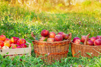 挑选苹果<strong>拥挤</strong>的篮子红色的苹果的花园的草有机苹果挑选苹果<strong>拥挤</strong>的篮子红色的苹果的花园的草