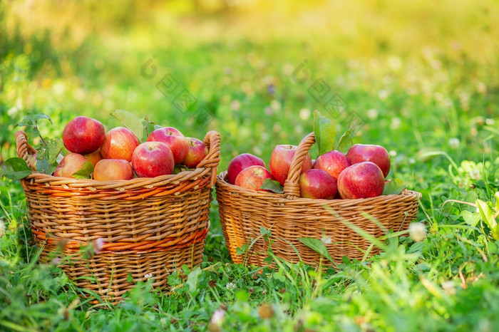 挑选苹果拥挤的篮子红色的苹果的花园的草有机苹果挑选苹果拥挤的篮子红色的苹果的花园的草