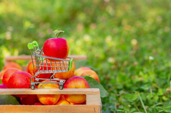 小电车为货物与成熟的红色的苹果的背景盒子苹果的花园特写镜头空间为文本小电车为货物与成熟的红色的苹果的背景盒子苹果的花园