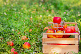 小电车为货物与成熟的<strong>红色</strong>的苹果的背景<strong>盒子</strong>苹果的花园特写镜头空间为文本小电车为货物与成熟的<strong>红色</strong>的苹果的背景<strong>盒子</strong>苹果的花园