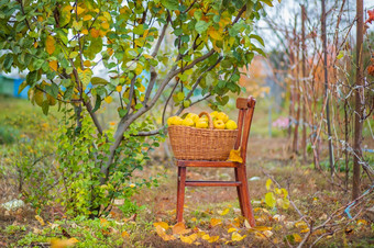 榅桲秋天收获完整的篮子榅桲的花园日益增长的有机水果的农场榅桲秋天收获完整的篮子榅桲的花园