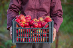 收获有机红色的苹果满溢的箱苹果的包装苹果的花园收获有机红色的苹果满溢的箱苹果