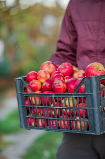 收获有机红色的苹果满溢的箱苹果的包装苹果的花园收获有机红色的苹果满溢的箱苹果