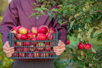 收获有机红色的<strong>苹果</strong>满溢的箱<strong>苹果</strong>的包装<strong>苹果</strong>的花园收获有机红色的<strong>苹果</strong>满溢的箱<strong>苹果</strong>