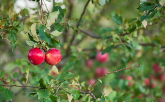 有机红色的苹果篮子下树的花园对模糊背景的结束中午阳光收获苹果的花园有机红色的苹果篮子下树的花园对模糊背景的结束中午阳光