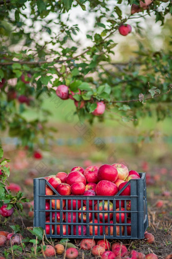 有机红色的苹果篮子下树的花园对模糊背景的结束中午阳光收获苹果的花园有机红色的苹果篮子下树的花园对模糊背景的结束中午阳光