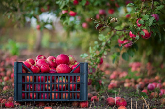 有机红色的苹<strong>果篮</strong>子下树的花园对模糊背景的结束中午阳光收获苹果的花园有机红色的苹<strong>果篮</strong>子下树的花园对模糊背景的结束中午阳光