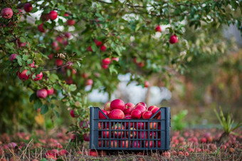 有机红色的苹果篮子下树的花园对模糊背景的<strong>结束</strong>中午阳光收获苹果的花园有机红色的苹果篮子下树的花园对模糊背景的<strong>结束</strong>中午阳光