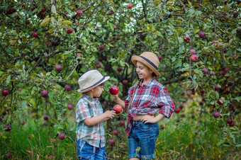 肖像哥哥和妹妹的花园与<strong>红</strong>色的<strong>苹果</strong>男孩和女孩是涉及到的秋天收获<strong>苹果</strong>肖像哥哥和妹妹的花园与<strong>红</strong>色的<strong>苹果</strong>