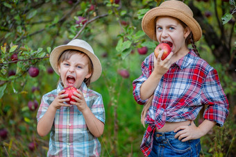 肖像哥哥和妹妹的花园与红色的<strong>苹果</strong>男孩和女孩是涉及到的秋天收获<strong>苹果</strong>肖像哥哥和妹妹的花园与红色的<strong>苹果</strong>