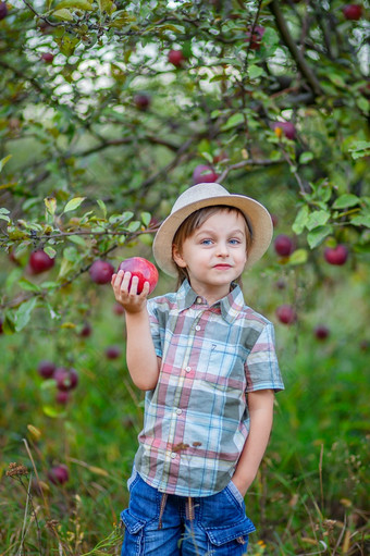 肖像可爱的男孩的花园与红色的苹果秋天收获苹果肖像可爱的男孩的花园与红色的苹果