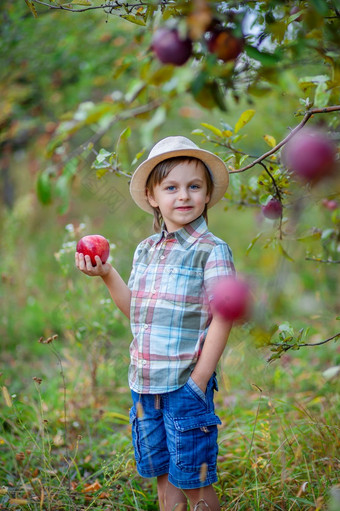 肖像可爱的男孩的花园与红色的苹果秋天收获苹果肖像可爱的男孩的花园与红色的苹果