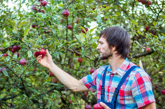 挑选苹果男人。与完整的篮子红色的苹果的花园焦点的苹果有机苹果挑选苹果男人。与完整的篮子红色的苹果的花园焦点的苹果
