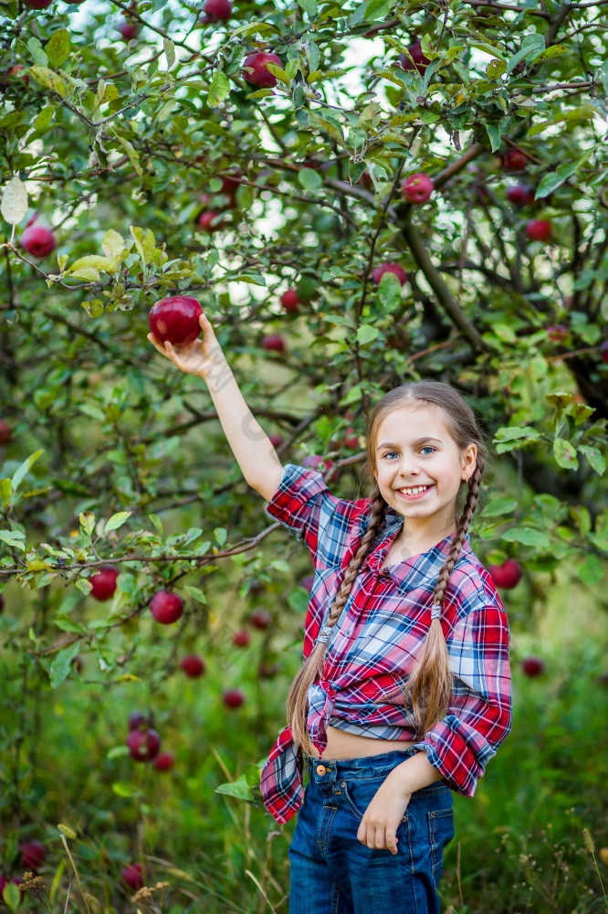 肖像可爱的女孩农场花园与红色的苹果秋天收获苹果肖像可爱的女孩农场花园与红色的苹果