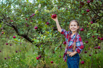 肖像可爱的女孩农场花园与红色的苹果秋天收获苹果肖像可爱的女孩农场花园与红色的苹果