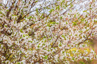 盛开的杏分支春天花园开花树分支机构与白色花春天花园盛开的树杏分支春天花园