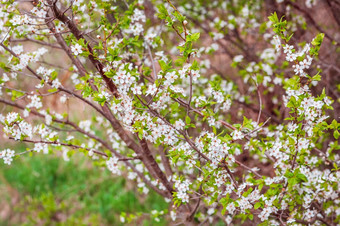 盛开的杏分支春天花园开花树分支机构与白色花春天花园盛开的树杏分支春天花园