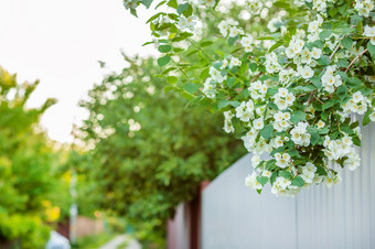 美丽的盛开的茉莉花布什春天背景日益增长的茉莉花的花园美丽的盛开的茉莉花布什春天背景