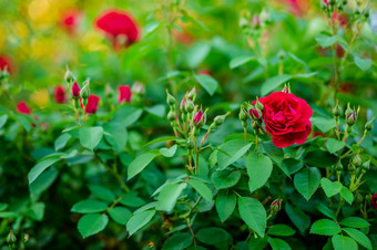 <strong>美丽</strong>的玫瑰的花园日益增长的不同的品种花园艺<strong>爱</strong>好<strong>美丽</strong>的玫瑰的花园日益增长的不同的品种花