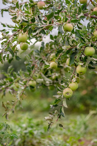 年轻的苹果树的花园日益增长的有机水果的<strong>农场</strong>传统的农业农业与<strong>现代</strong>水果树培养年轻的苹果树的花园日益增长的有机水果的<strong>农场</strong>