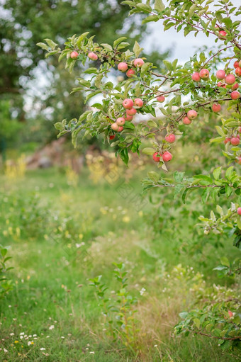 年轻的苹果树的花园日益增长的<strong>有机</strong>水果的农场传统的农业农业与现代水果树培养年轻的苹果树的花园日益增长的<strong>有机</strong>水果的农场