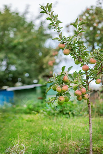 年轻的苹果树的花园日益增长的有机水果的<strong>农场</strong>传统的农业农业与<strong>现代</strong>水果树培养年轻的苹果树的花园日益增长的有机水果的<strong>农场</strong>