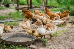 离婚家禽集团年轻的小鸭十几岁的鸡的农场啄食物集团年轻的小鸭十几岁的鸡的农场啄食物