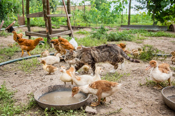 离婚家禽集团年轻的小鸭十几岁的鸡的农场啄食物集团年轻的小鸭十几岁的鸡的农场啄食物