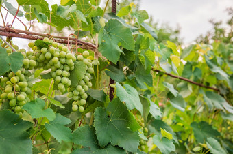 绿色年轻的酒葡萄的葡萄园开始夏天关闭葡萄日益增长的葡萄<strong>树</strong>葡萄园绿色年轻的酒葡萄的葡萄园开始夏天关闭葡萄日益增长的葡萄<strong>树</strong>