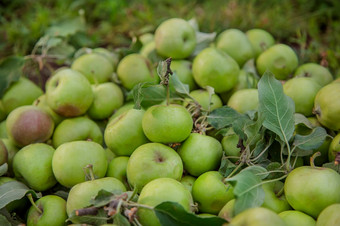 被宠坏的绿色苹果谎言的地面在的叶子的花园损害作物害虫被宠坏的绿色苹果谎言的地面在的叶子的花园
