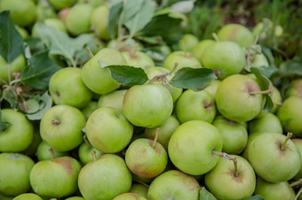 集群绿色苹果的草的花园收获有机苹果的花园集群绿色苹果的草的花园