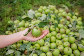 一个绿色苹果孩子rsquo手绿色苹果下降了的地面收获有机苹果的花园一个绿色苹果孩子rsquo手绿色苹果下降了的地面