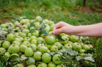 一个绿色苹果孩子rsquo手绿色苹果下降了的地面收获有机苹果的花园一个绿色苹果孩子rsquo手绿色苹果下降了的地面