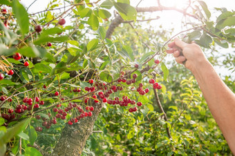 红色的樱桃树分支的花园收获时间浆果浆果的太阳有机水果红色的樱桃树分支的花园收获时间浆果