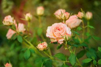 美丽的玫瑰的花园日益增长的不同的品种花园艺爱好美丽的玫瑰的花园日益增长的不同的品种花