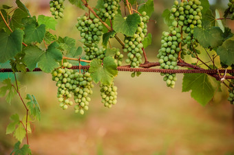 绿色年轻的酒葡萄的葡萄园开始夏天关闭葡萄日益增长的葡萄树葡萄园绿色年轻的酒葡萄的葡萄园开始夏天关闭葡萄日益增长的葡萄树