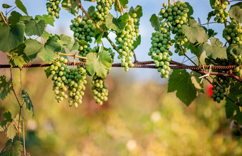 绿色年轻的酒葡萄的葡萄园开始夏天关闭葡萄日益增长的葡萄树葡萄园绿色年轻的酒葡萄的葡萄园开始夏天关闭葡萄日益增长的葡萄树