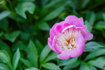 灌木美丽的牡丹的<strong>花园</strong>日益增长的花阳光明媚的一天的<strong>花园</strong>灌木美丽的牡丹的<strong>花园</strong>阳光明媚的一天的<strong>花园</strong>