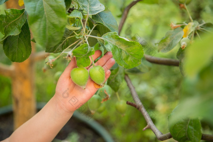 年轻的绿色苹果水果是挂树分支日益增长的有机水果的花园年轻的绿色苹果水果是挂树分支