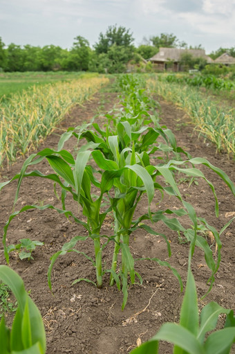 年轻的绿色玉米灌木日益增长的的花园日益增长的作物年轻的绿色玉米灌木日益增长的的花园