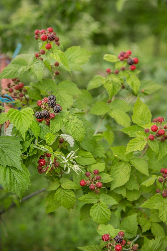 有机黑莓布什日益增长的有机浆果特写镜头成熟的黑莓的水果花园有机黑莓布什日益增长的有机浆果特写镜头