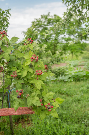 有机黑莓<strong>布什</strong>日益增长的有机浆果特写镜头成熟的黑莓的水果花园有机黑莓<strong>布什</strong>日益增长的有机浆果特写镜头